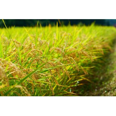 ふるさと納税 美里町 【令和7年産】新米 宮城県美里町産 ひとめぼれ 精米 5kg (5kg×1袋) |  | 01