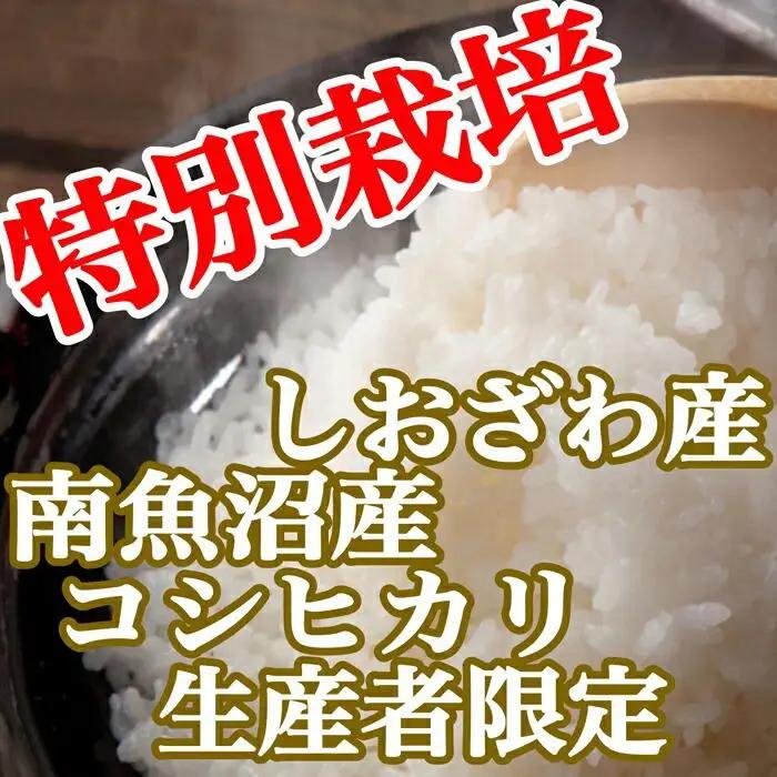 【令和7年産】【定期便：15Kg×12ヶ月】特別栽培 生産者限定 南魚沼しおざわ産コシヒカリ【定期便 銘柄米 ブランド米 精米 こしひかり コシヒカリ 魚沼産 新潟米 産地直送 お米 米 こめ コメ 