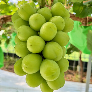 農家こだわりのシャインマスカット＆お任せ２品種  ３房合計約1.5ｋg ｜ シャインマスカット ぶどう ぶどう