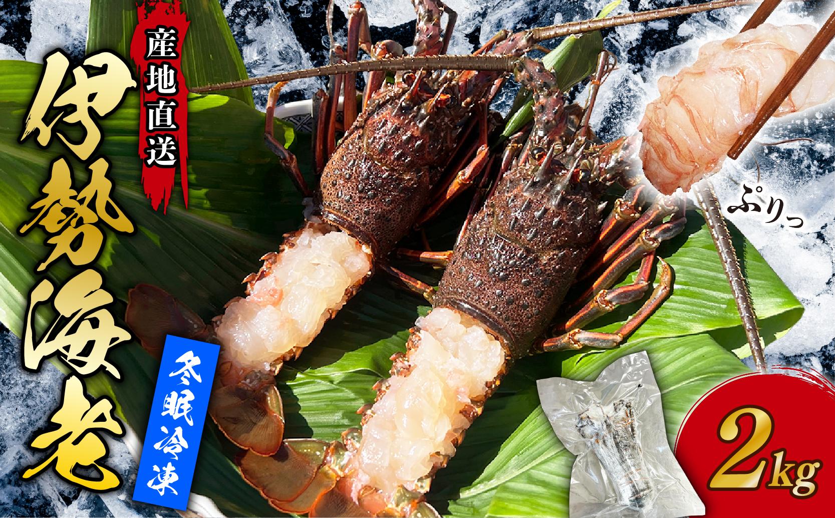
             伊勢海老 冷凍 2kg いせえび 海老 えび エビ イセエビ 冬眠冷凍 家庭用 海鮮 鮮度 産地直送 漁師直送 刺し身 味噌汁 だし ふるさと納税 高知県 室戸市
          