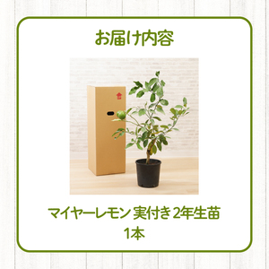 マイヤーレモン 実付き ２年生苗_Hf025_マイヤーレモン 実付き 2年生苗 一般的なレモンより甘め 品種 オレンジ レモン 自然交雑  柑橘類 苗木 家庭菜園 乾燥に強い 生命力旺盛 育てやすい 