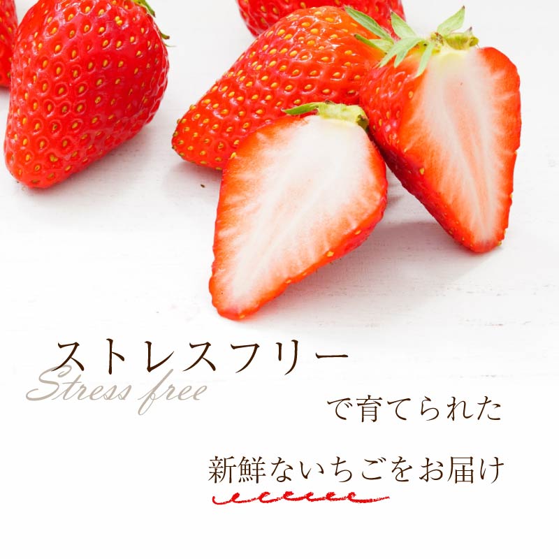 いちご 古都華 500g 250g×2パック Lサイズ以上 250g 2027年 1月発送 小分け パック フルーツ 果物 スイーツ 甘い いちご 苺 イチゴ お取り寄せ 大粒 朝採り フルーツ 果物