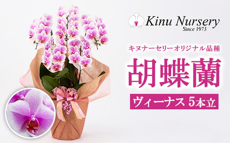胡蝶蘭 オリジナル品種「ヴィーナス 」5本立ち｜花 蘭 らん ラン コチョウラン 産地直送 生花 鉢 鉢植え 開院祝い 開店祝い 開業祝い 結婚祝い 結婚記念日 就任祝い 退職祝い お祝い 母の日 父の日 ギフト 贈り物 プレゼント　※沖縄、離島への配送不可