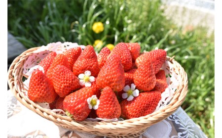 【紅ほっぺ】2Lサイズ（40粒） No.258