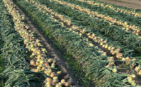 淡路島産 新たまねぎ4kg 新玉ねぎ タマネギ 甘い 兵庫県 洲本市 淡路島