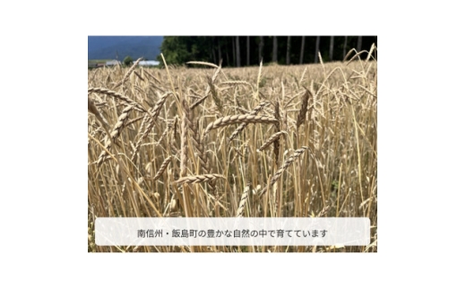 スペルト小麦精製粉【1775340】