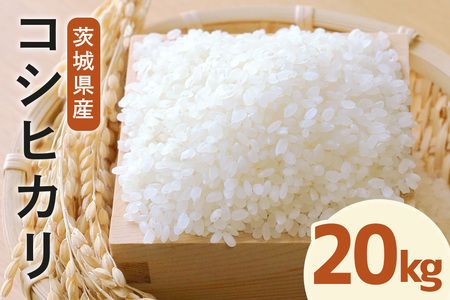 令和7年度産 常陸牛農家が育てるコシヒカリ 20kg 米 お米 白米 こめ 精米 取り寄せ 特産 ごはん ご飯 コメ お取り寄せ ギフト 贈り物 お弁当 弁当 おにぎり ふっくら ツヤツヤ 甘い 農家直送 産地直送 国産 茨城県産 A31-004