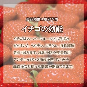 いちご 恋みのり 4パック ( 280g × 4 ) 大粒 果物 フルーツ 苺 ストロベリー  ケーキ アイス タルト ジュース ゼリー ジェラート シャーベット ジャム スムージー 洋菓子 和菓子 