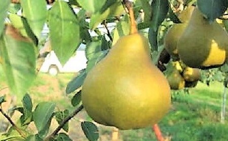 西洋梨（オーロラ）５ｋｇ　１２～１６玉　特秀品　0060-2608