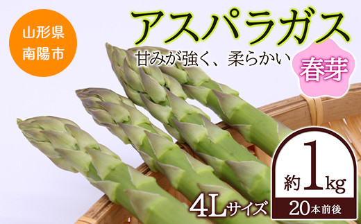 【令和7年産先行予約】 アスパラガス (春芽) 約1kg (4Lサイズ  約20本前後) 《令和7年5月～発送》 『生産者 吉田 太一』 山形南陽産 農家直送 山形県 南陽市 [1951]