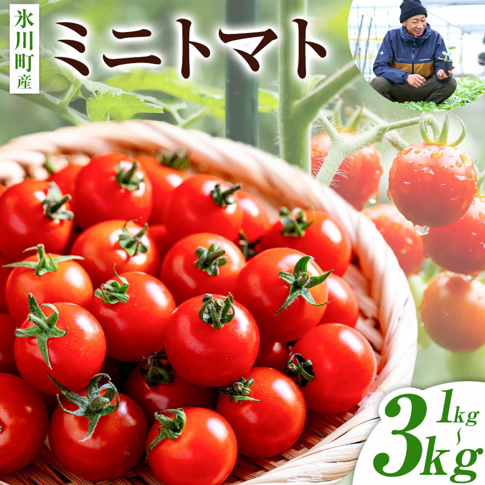 【ふるさと納税】ミニトマト 約1kg 約2kg 約3kg 氷川アグリクラブ トマト 熊本《2月上旬-4月末頃出荷》熊本県 氷川町 野菜 熊本県産 サラダ プチトマト 国産