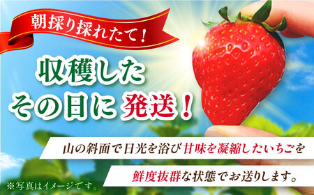 【2025年発送分 先行予約】【ビタミンC豊富な濃厚いちご】さちのか 500g（250g×2パック） / 苺 イチゴ いちご フルーツ 果物 / 佐賀県 / さかもとさんの畑[41ABAA007]