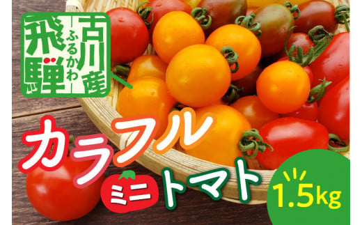 【先行予約】令和7年産《期間限定・数量限定》飛騨産 トマト ミニトマト カラフルキュートなミニトマトの詰め合わせたっぷり1.5kg！Q216_25