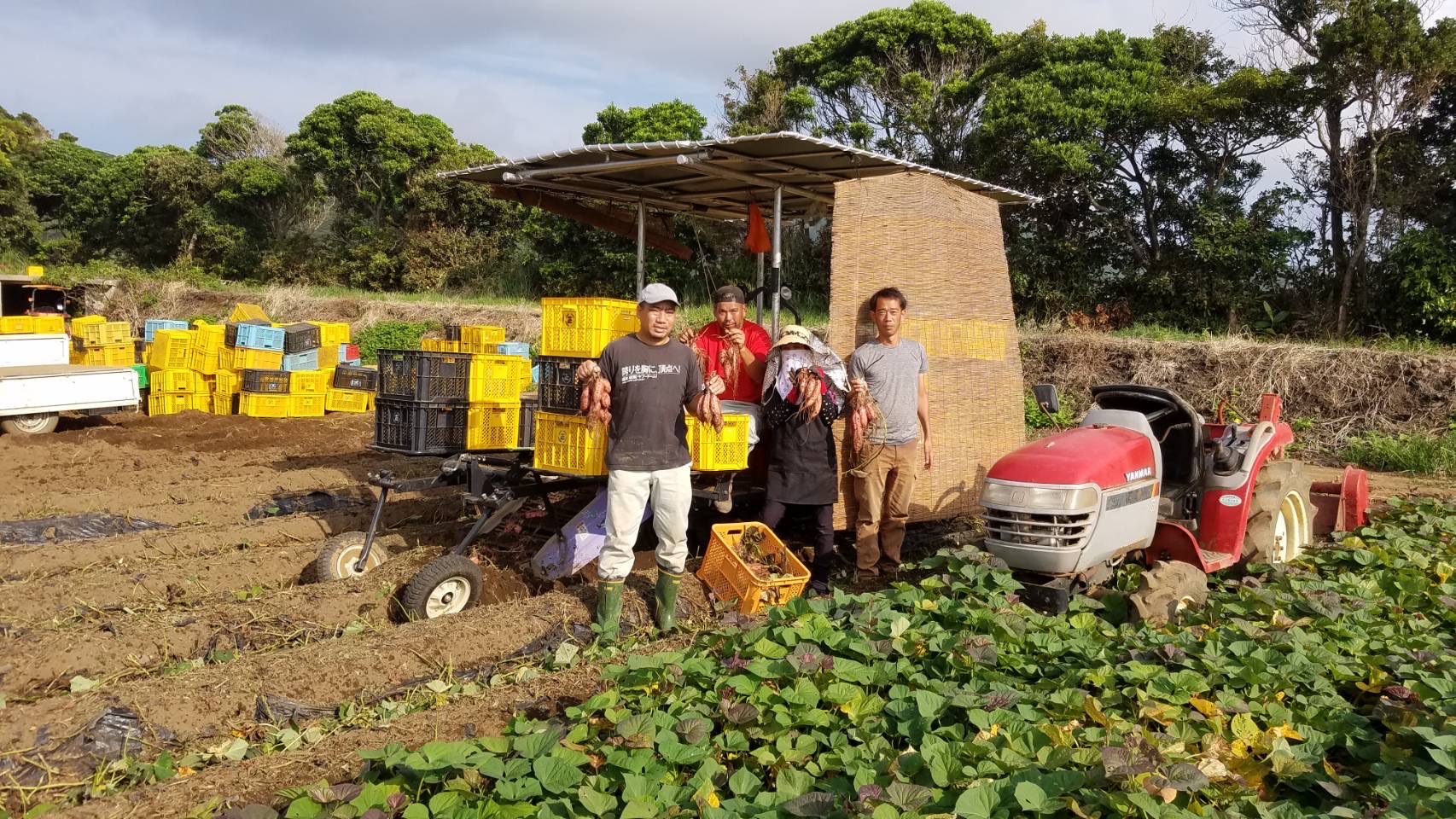 種子島 安納いも こがね ( 生芋 ) L サイズ 5kg　NFN648【300pt】 // 安納芋 安納いも発祥の地 本場・安納地域産 糖度 熟成期間 G.I 保護制度 ブランド 金賞 生いも 芋 