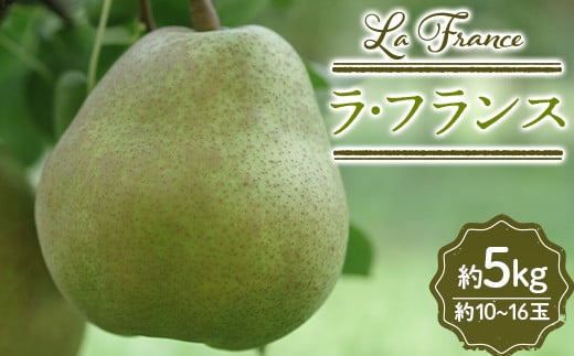 山形県産 ラ・フランス 約5kg 10～16玉 FSY-2426