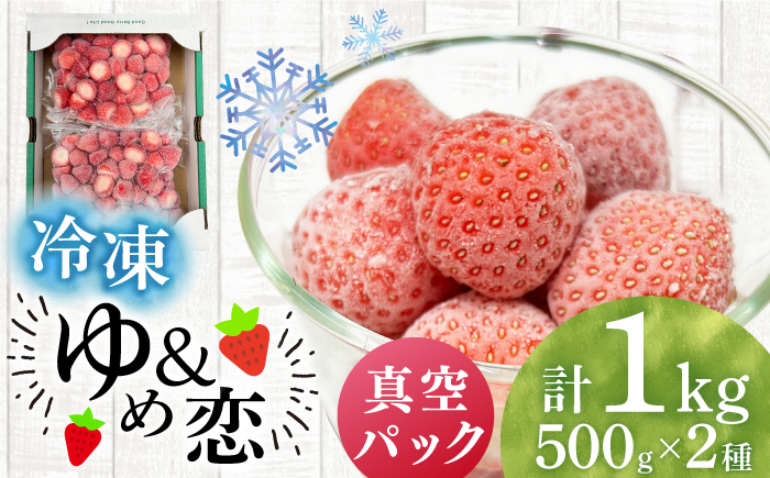 
            冷凍いちご 1kg 『ゆめ恋フローズンセット』《壱岐市》【蒼花】 産地直送 冷凍配送 いちご 苺 フルーツ フローズン 朝食 ゆめのか 恋みのり [JEO005]
          