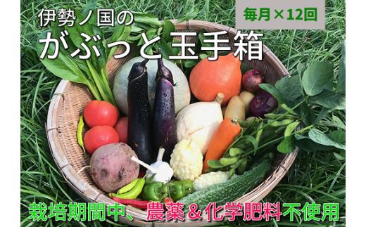 伊勢ノ国のがぶっと野菜玉手箱　：　月1回定期便（大人4人1週間分）12回【12-31】