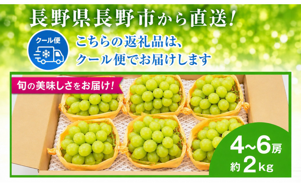 長野市産 シャインマスカット約2kg（4～6房）【2026年発送】｜ シャインマスカット 果物 くだもの ぶどう フルーツ 旬 デザート 人気 おすすめ 長野県 長野市 信州 信濃 ふるさと納税