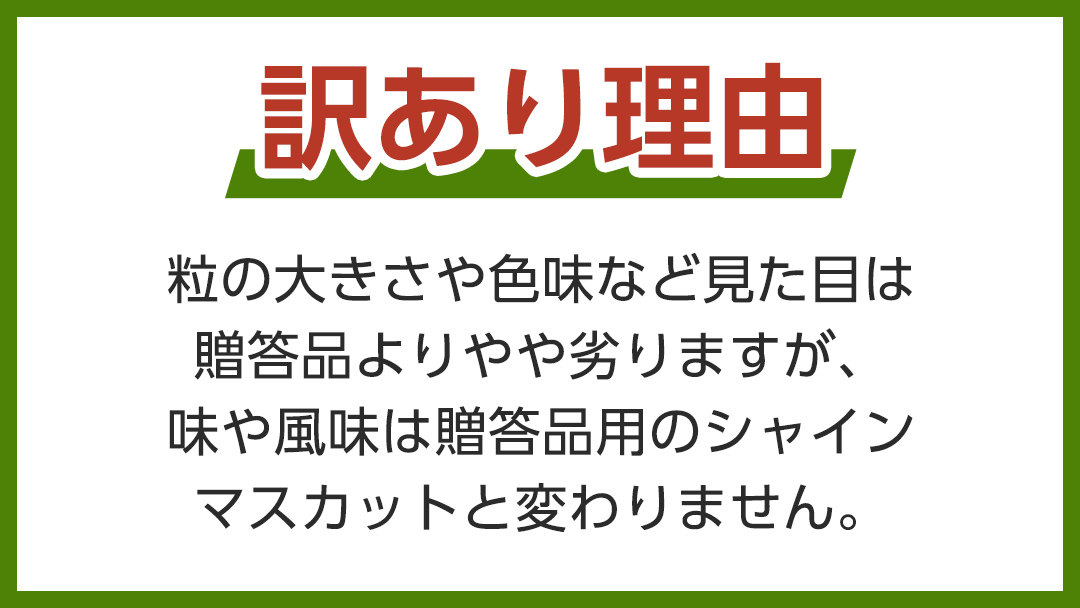  【 2025年9月上旬から発送開始 】 シャインマスカット ご家庭用 1.4kg 以上（ 2房 ～ 3房 ） マスカット ぶどう 葡萄 旬 果物 くだもの フルーツ 訳あり 自宅用 家庭用 数量限定