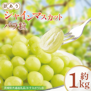 【9月より順次発送】【数量限定】訳あり バラ粒 箱込み1kg シャインマスカット【茨城県共通返礼品／かすみがうら市】【茨城県 水戸市 果物 くだもの フルーツ ブドウ ぶどう 葡萄 マスカット シャインマスカット 期間限定】（FW-9）