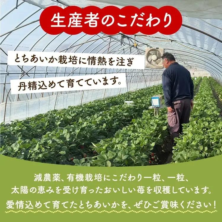 「訳あり」とちあいか 260g×2パック 1パック9粒〜11粒入り（Lまたは2Lサイズ） いちご 苺 栃木県 ※2027年1月～発送