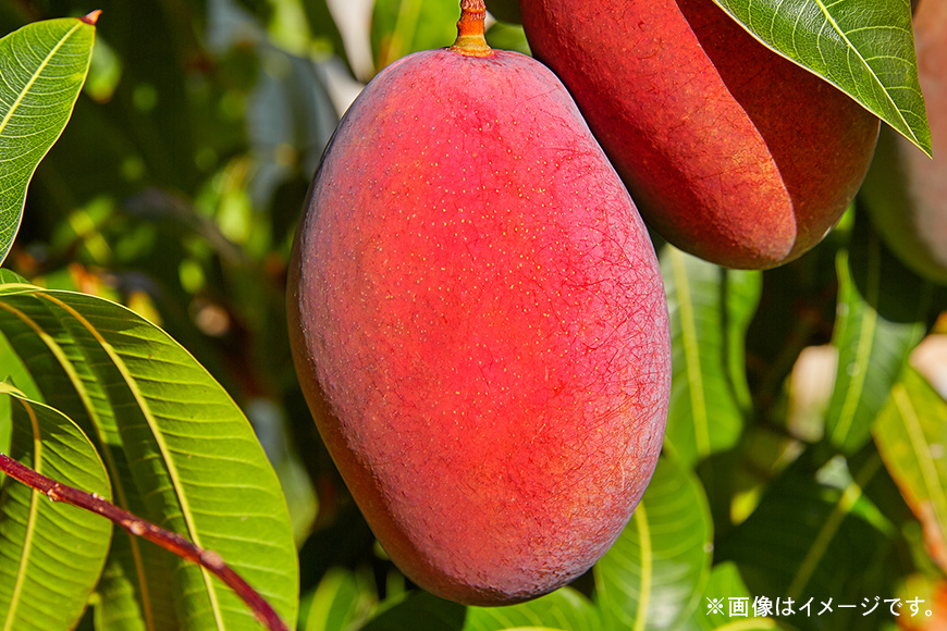 【2026年発送】沖縄県知事賞４度受賞（サンフルーツ糸満）マンゴー　秀品　2kg