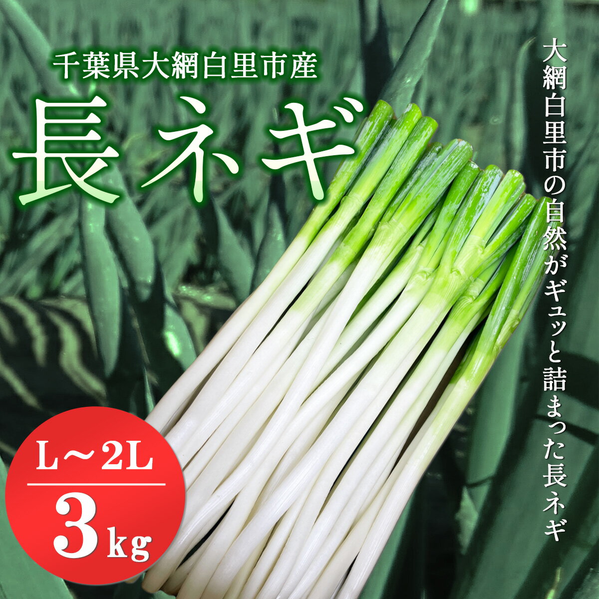 【ふるさと納税】★先行予約★【2025年12月発送開始予定】千葉県大網白里市産　長ネギ　L～2Lサイズ　3kg（約18本～27本）／ふるさと納税 長ネギ 長ねぎ 長葱 ネギ ねぎ 葱 野菜 鍋 先行予約 先行受付 千葉県 大網白里市 AV002