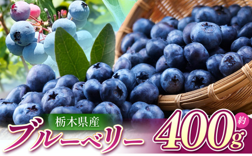 【先行予約】ブルーベリー 400g  | 2026年6月中旬以降発送 国産 果物 フルーツ  真岡市 栃木県 送料無料