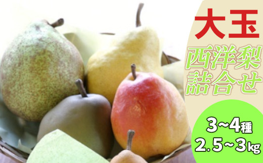 
            【先行予約】西洋梨詰合せ約2.5～3kg（7～8個） 蔵王産　【04301-0277】
          