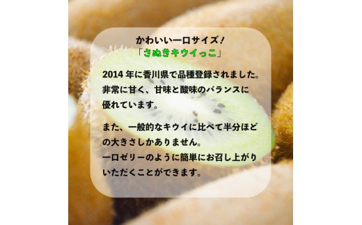 【11月上旬から12月下旬の間で順次発送】 一口サイズ！ さぬきキウイっこ 約3kg 香川県産 キウイっこ キウイ キウイフルーツ 果物 ふるさと納税キウイ 香川県 丸亀市