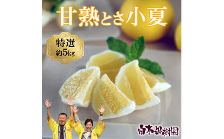 ＜先行予約＞甘熟とさ小夏 約5kg S～Lサイズ 特選品 贈答用 果物 柑橘 フルーツ こなつ 小夏 すくも小夏 宿毛小夏 日向夏 ニューサマーオレンジ みかん 高知県 土佐市 お取り寄せ 産地直送 おいしい 美味しい ギフト