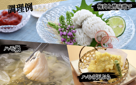 淡路島黄金はも湯引き 4~5人前　酢味噌・梅肉付き