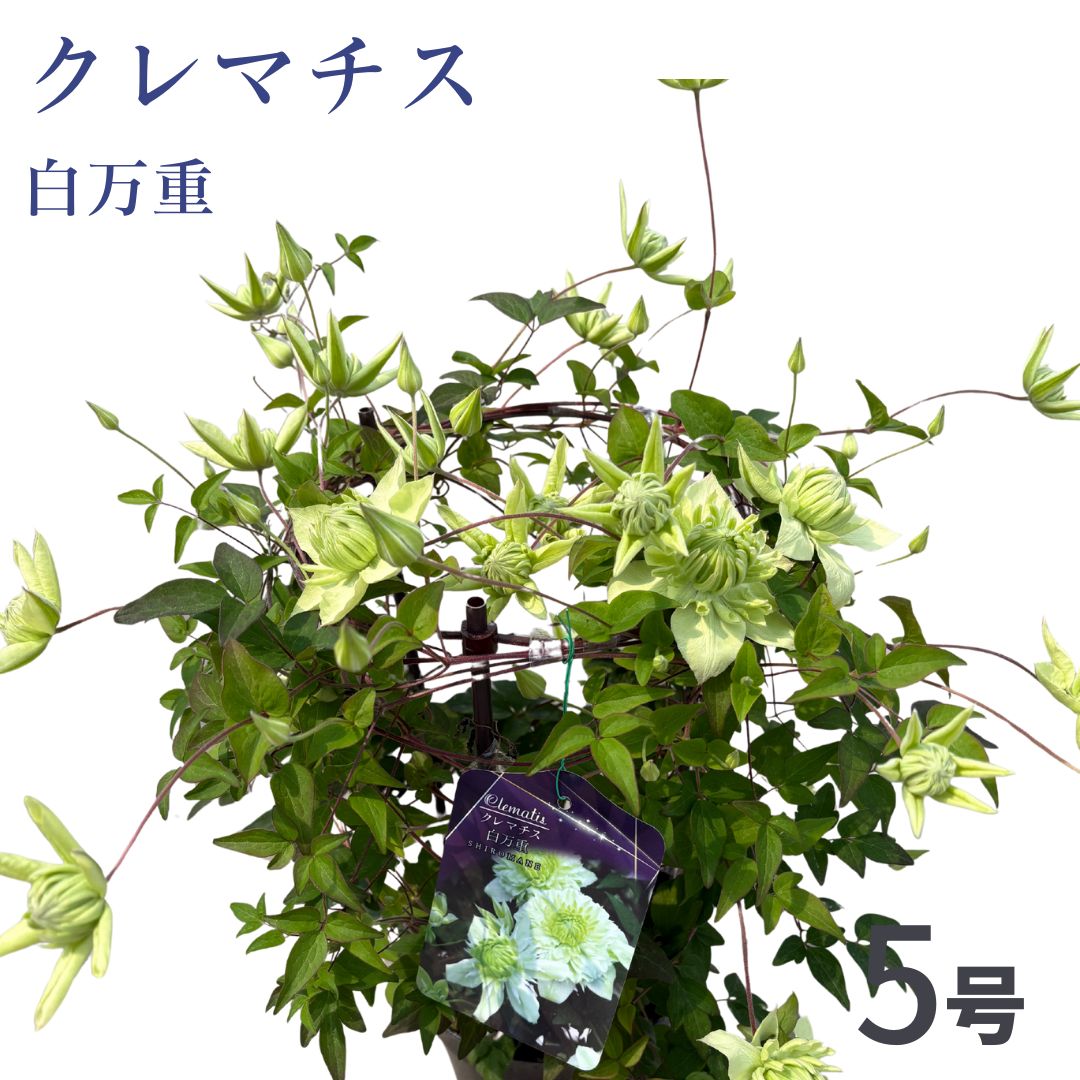 【先行受付】クレマチス 白万重 5号 白系｜花ギフト 花苗 鉢植え【53850-002-04】