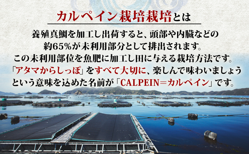 令和7年産 新米予約 コシヒカリ 魚乃まいひめ カルペイン栽培 6kg (3kg×2袋) 精米 秀長水産 新米 令和7年9月中旬以降発送 三間米 お米 米 環境保全 カルペイン 鯛 真鯛 こめ コメ 