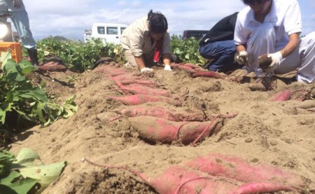 【2025年10月より順次発送】うなぎいも 5kg【配送不可：北海道】さつまいも 熟成 糖度が高い 贈答品 野菜 イモ 