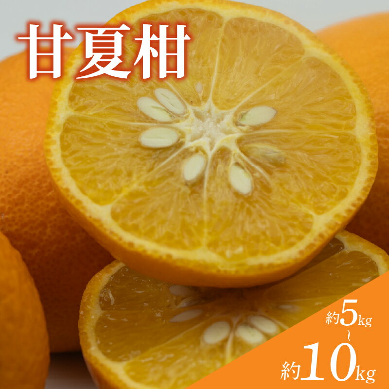 【ふるさと納税】 【訳あり】 甘夏柑 約5kg / 約10kg 【順次発送中】 | みかん 甘夏 あまなつ 蜜柑 柑橘 果物 くだもの フルーツ みかん ミカン mikan mican 不揃い 傷 ワケアリ 訳アリ 愛媛県 松山市