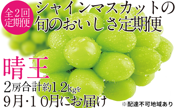ぶどう 2026年 先行予約 9月・10月発送 シャイン マスカット 晴王 2房（合計約1.2kg） ブドウ 葡萄  岡山県産 国産 フルーツ 果物 ギフト 