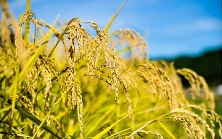 令和７年産・新米 南小国町産のお米あきげしき ４kg 南小国産 精米 玄米 米 白米 お米 ご飯 産地直送 SMO南小国 熊本 阿蘇 南小国町 送料無料