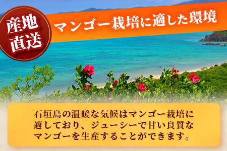 【予約受付】 石垣島産マンゴー 贈答用 (アーウィン種) 2~3玉 合計約1kg【2024年7月から順次発送】AE-5-1