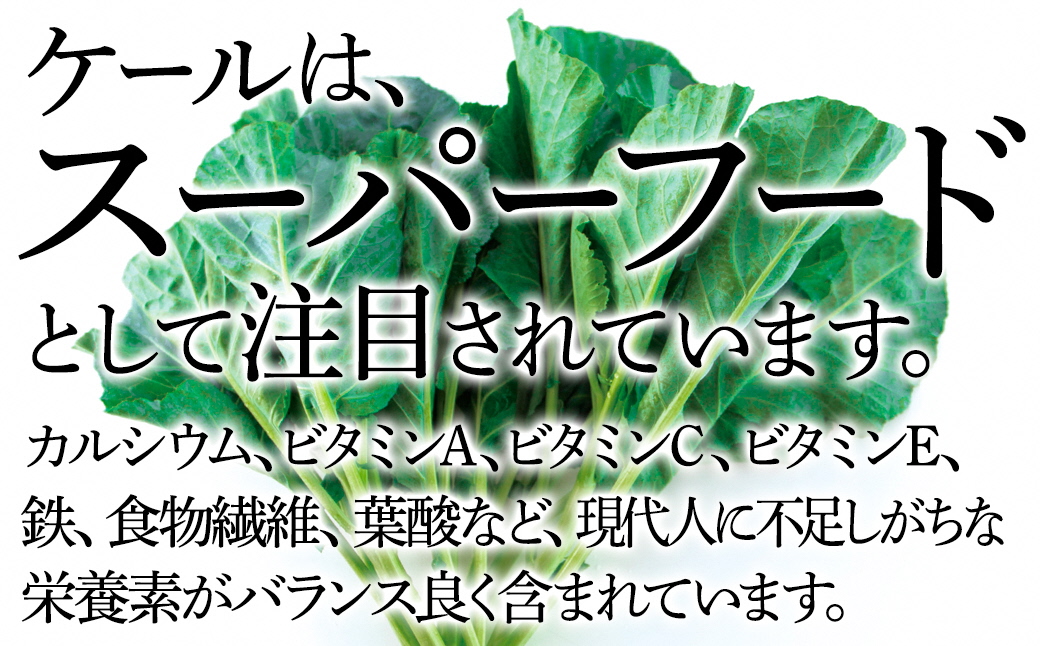 【毎月定期便】やわらかくて食べやすい苦みの少ないケール【静岡県磐田市産 特別栽培】全12回【配送不可地域：離島】