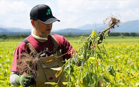 【令和8年産先行予約 】木村九八郎の朝採り！新鮮！だだちゃ豆「本豆」1.5kg（500g×3袋） 山形県鶴岡市産　K-829