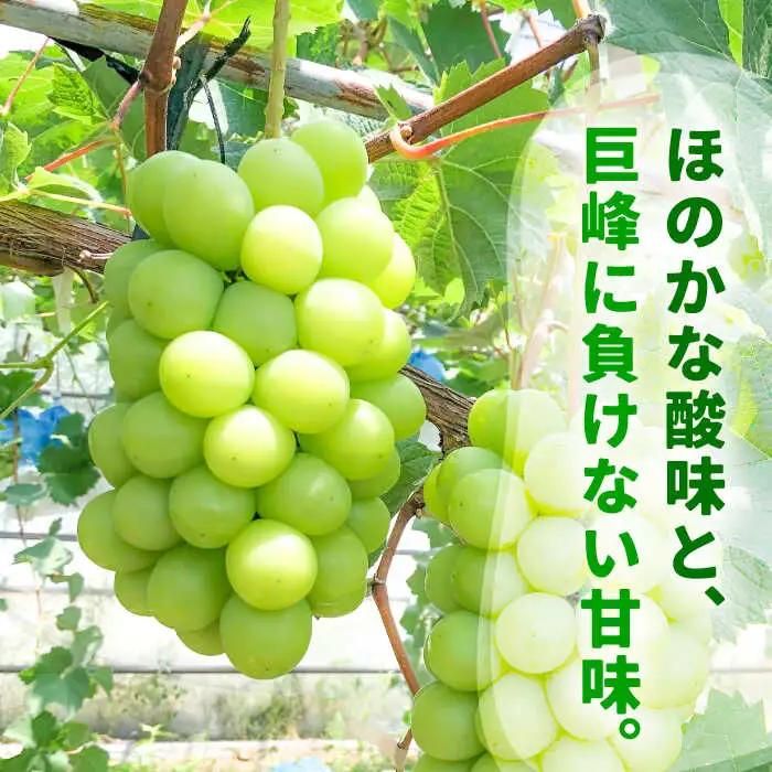 【2回定期便】【2027年7月-発送】マンゴー＆シャインマスカットの豪華セット / 南島原市 / 松川農園 [SAX004]