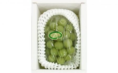 ぶどう 2024年 先行予約 シャイン マスカット 1房 約500g ブドウ 葡萄  岡山市産 国産 フルーツ 果物 ギフト[No.5220-0384]