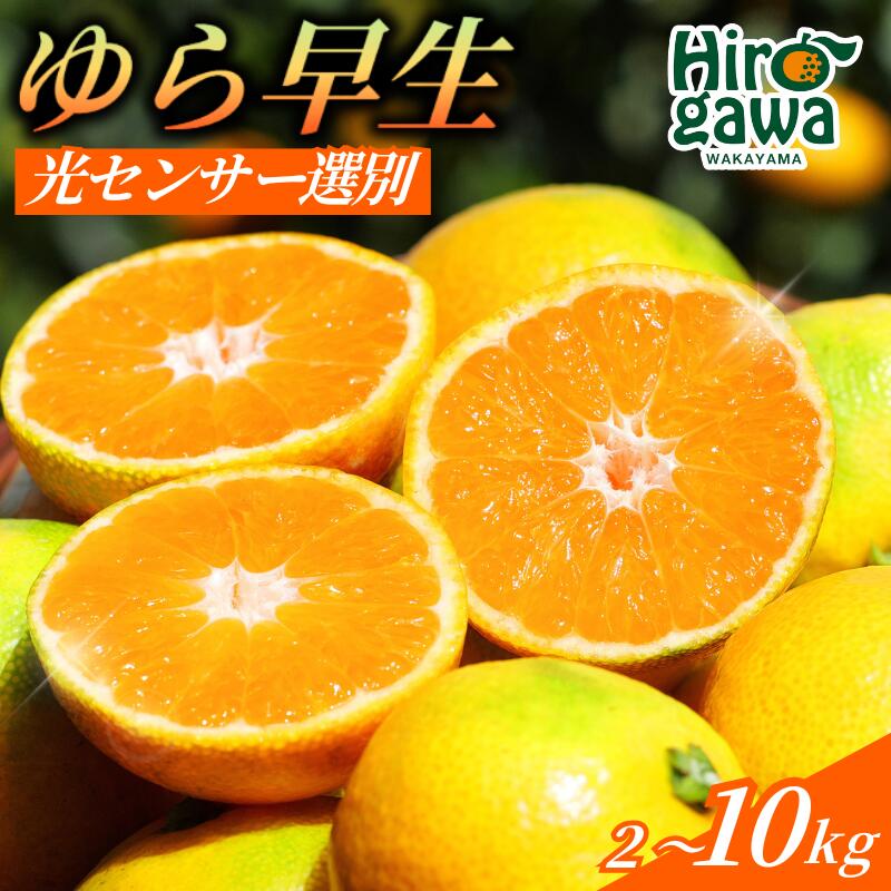 【ふるさと納税】 由良早生 みかん 家庭用 / ゆら早生 温州みかん 極早生 甘い 家庭用 和歌山 柑橘 5kg 10kg ※2026年10月上旬～11月上旬順次発送 ※北海道・沖縄・離島への配送不可 //goku