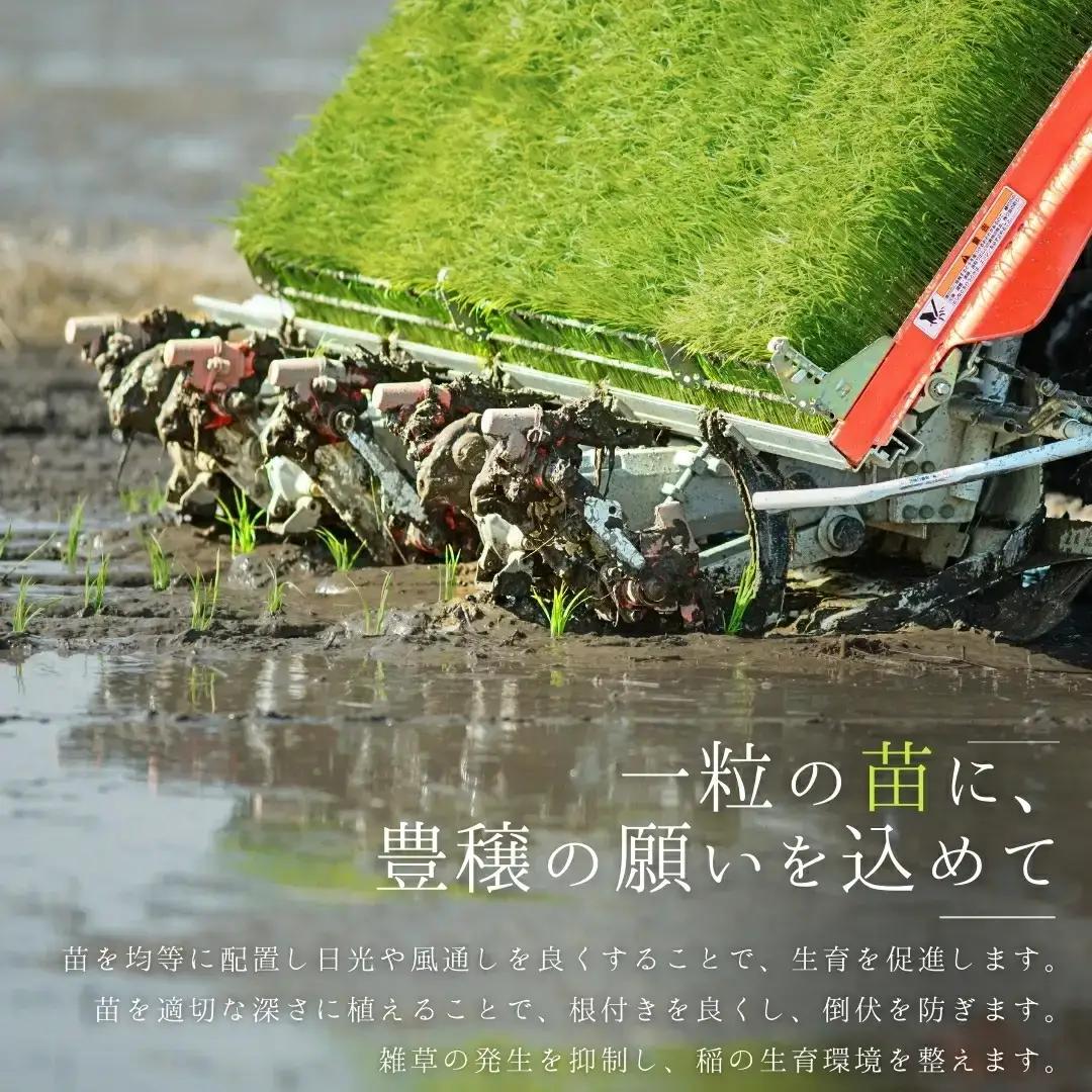 新潟県産こしいぶき 5kg 1等米 2025年産 三条市保内産 精米 白米 令和7年産 米 【016S088】