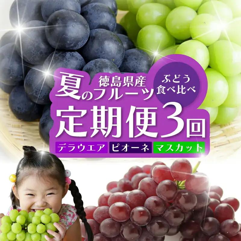 フルーツ 定期便 全3回 ぶどう 食べ比べ