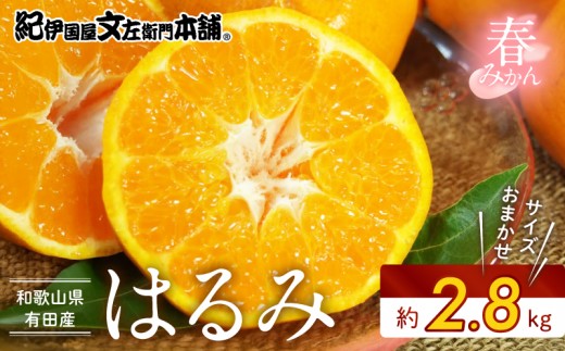 
                  はるみ [約4kg] 和歌山県 有田産 春みかん (果実サイズおまかせ) 春みかん 紀伊国屋文左衛門本舗_V7408
                