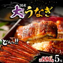 【ふるさと納税】福岡県産 うなぎ 蒲焼 大5尾 合計 800 g（1尾あたり 160g以上）《豊前市》【福岡養鰻】 国産 うなぎ 大 [VAD004] 31000 31000円