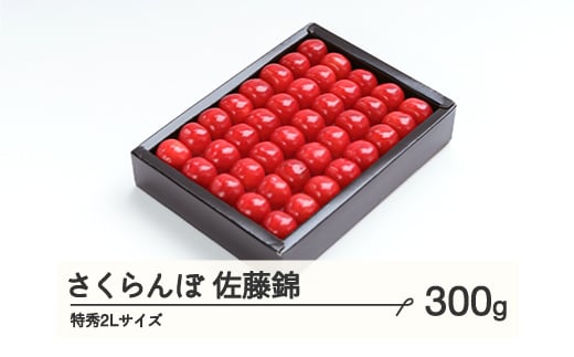 
            《先行予約》 さくらんぼ 佐藤錦 特秀2Lサイズ プレゼント ギフト 化粧箱入 300g 2026年産 令和8年産 山形県産 ns-snt2x300
          