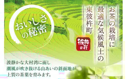 茶 お茶 緑茶 長崎 そのぎ茶 定期便 毎月 彼杵茶 玉緑茶 アルミボトル 490ml 24本 6回 総計144本 [彼杵の荘 長崎県 東彼杵町 hs42bag270039] 月に1回 アルミボトル 